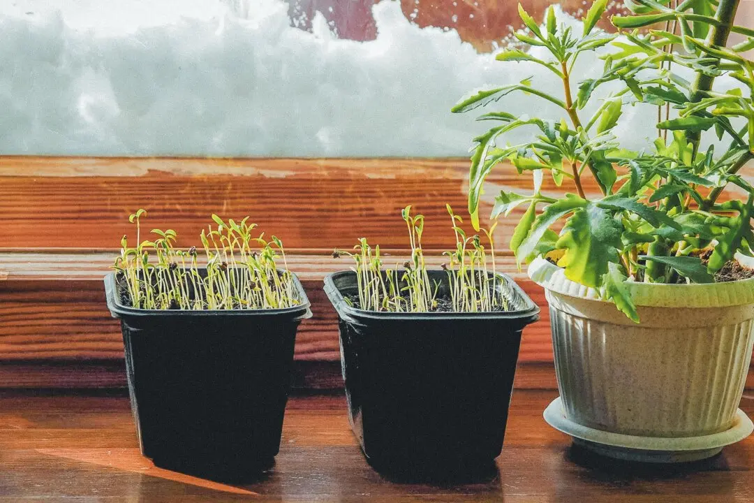 How to Winter Sow Summer Favorites for Gardens, Containers, and Windowsills