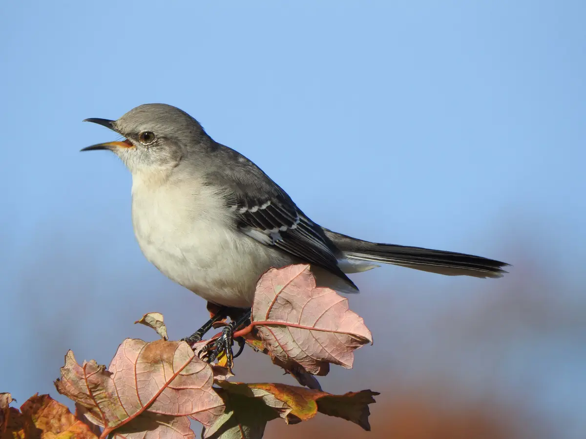 ‘King of Song’: The Northern Mockingbird