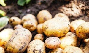 Eat Potatoes the Right Way: Calm Your Stomach, Curb Blood Sugar Spikes, and Lose Weight