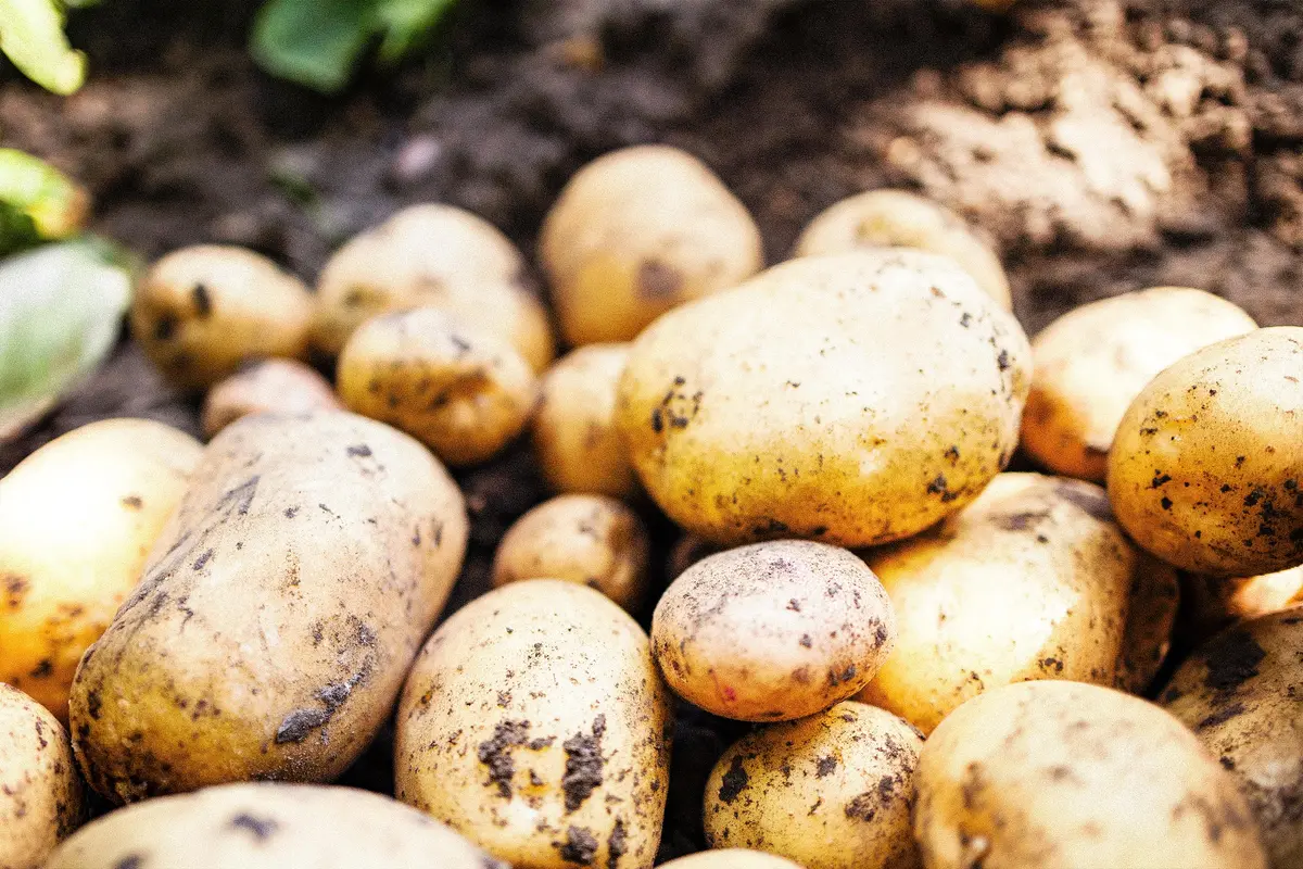 Eat Potatoes the Right Way: Calm Your Stomach, Curb Blood Sugar Spikes, and Lose Weight