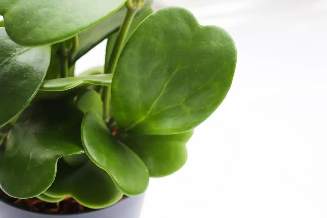 Heart-Shaped Plants for Valentine’s Day