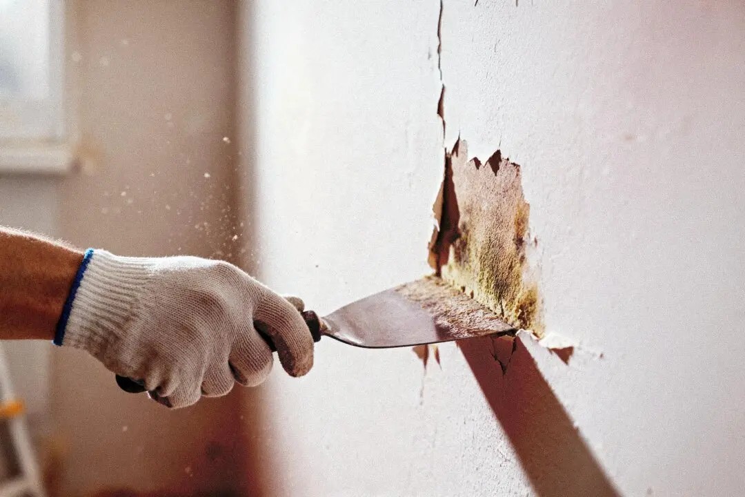Hidden Mold, Hidden Damage: How Damp Homes May Harm the Brain, Gut, and Immune System