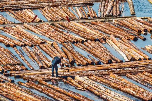 BC’s Coastal Mill Closures Tied to Deep and Ongoing Issues in Forestry Sector