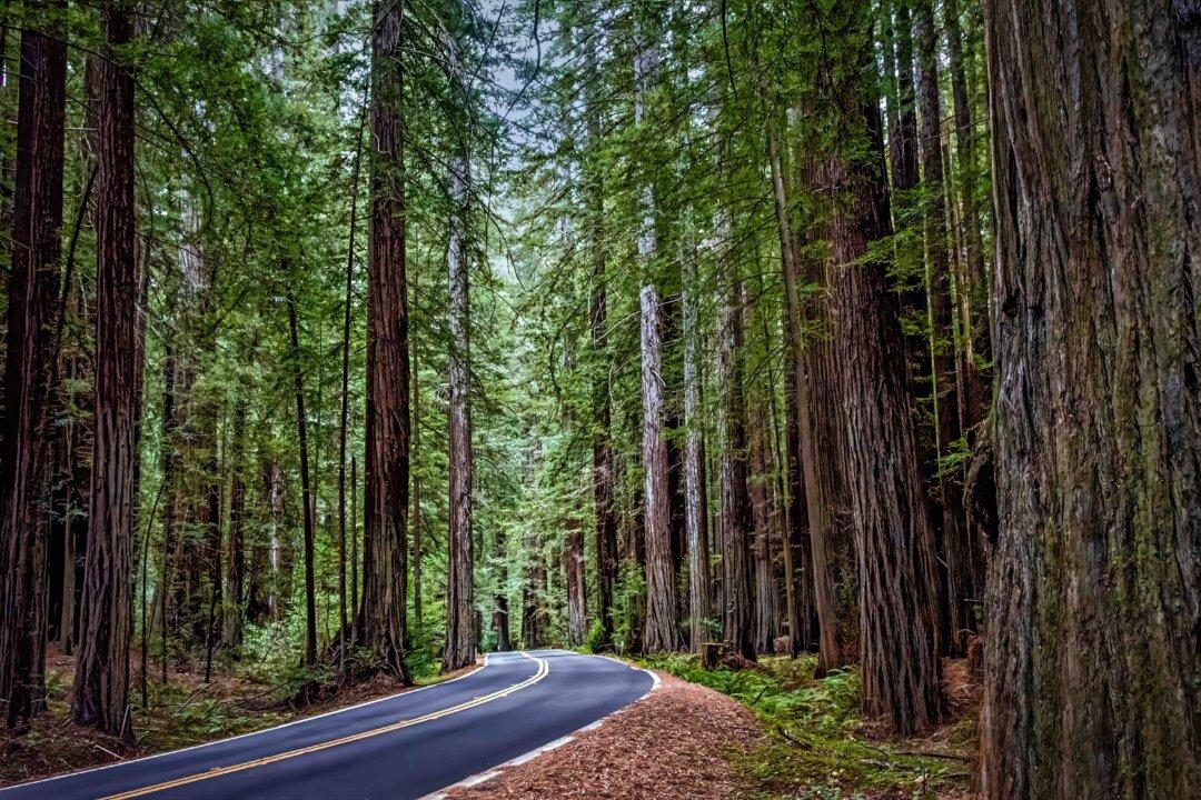 How to Plan Your Adventure on the ‘Redwood Highway’ in California