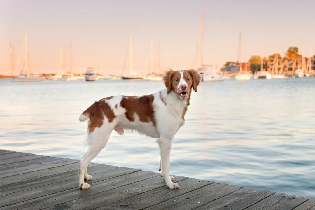 Tail Docking Causes Communication Challenges and Pain