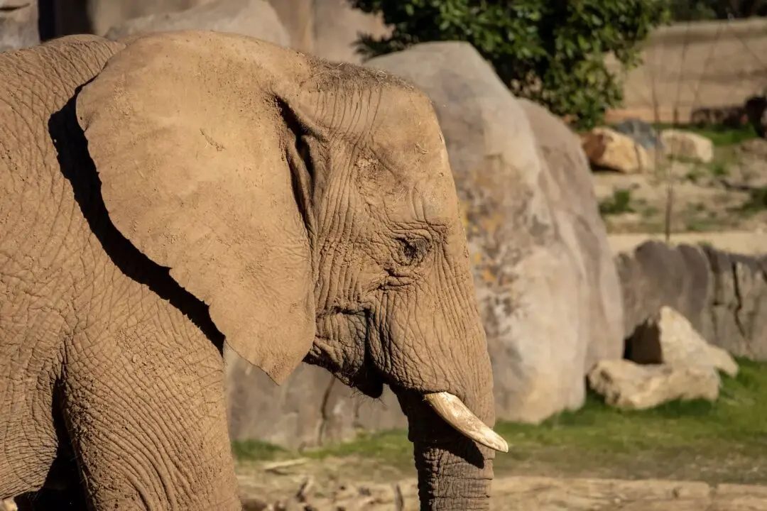 So Close You Can See Elephant Eyelashes? Welcome to San Diego’s Elephant Valley