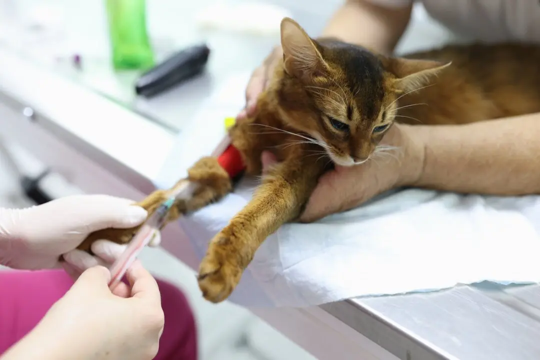 Simple Blood Test Detects Heart Disease in Cats