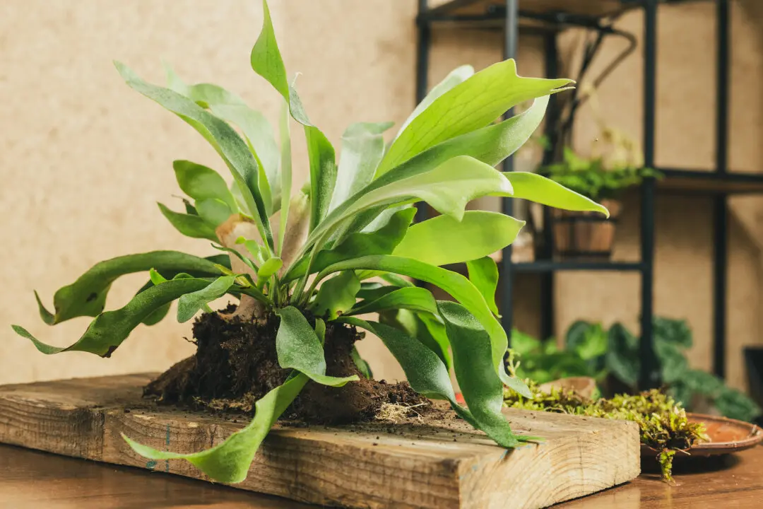 Staghorn Ferns
