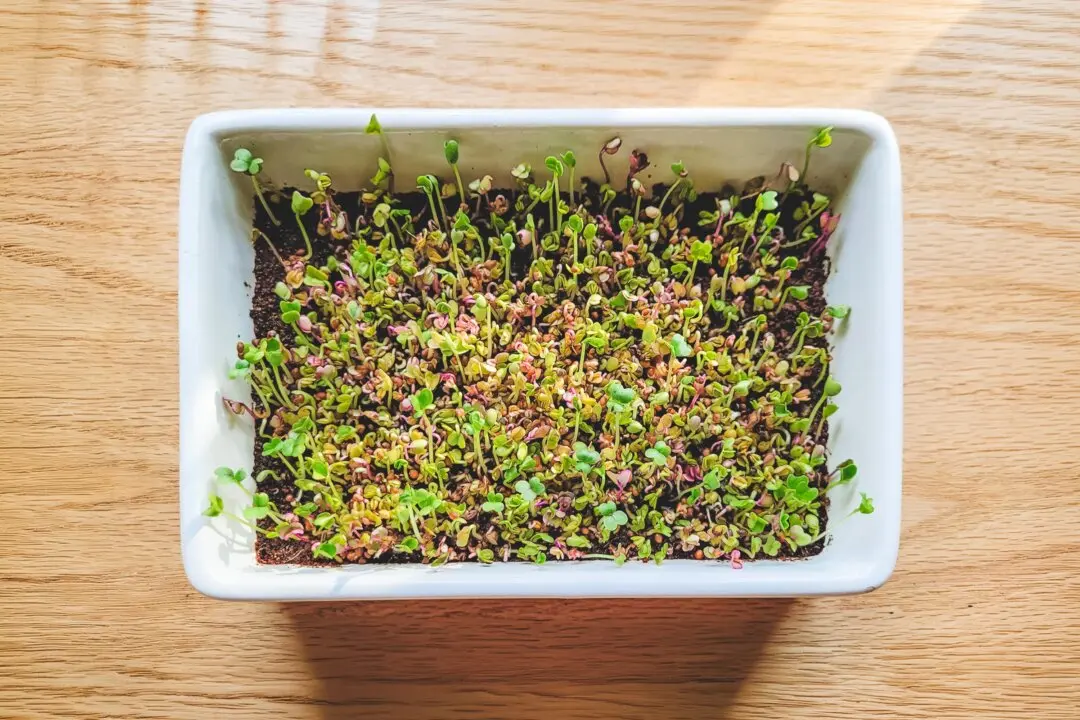 How to Grow Microgreens and Sprouts at Home