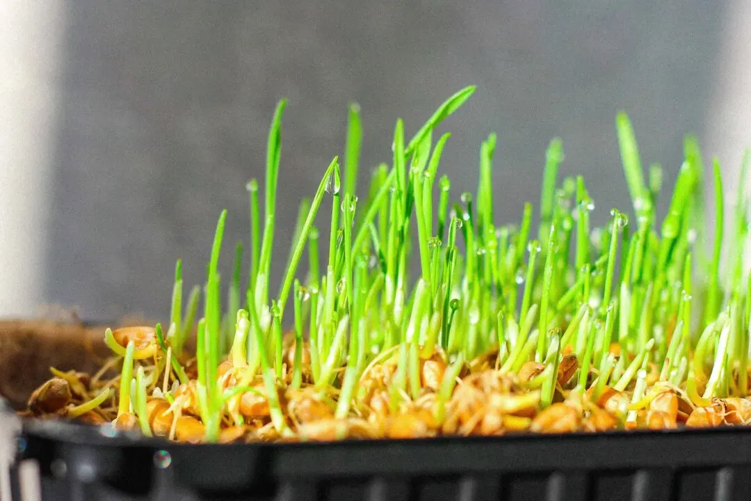 How to Sprout Grains for Better Digestion