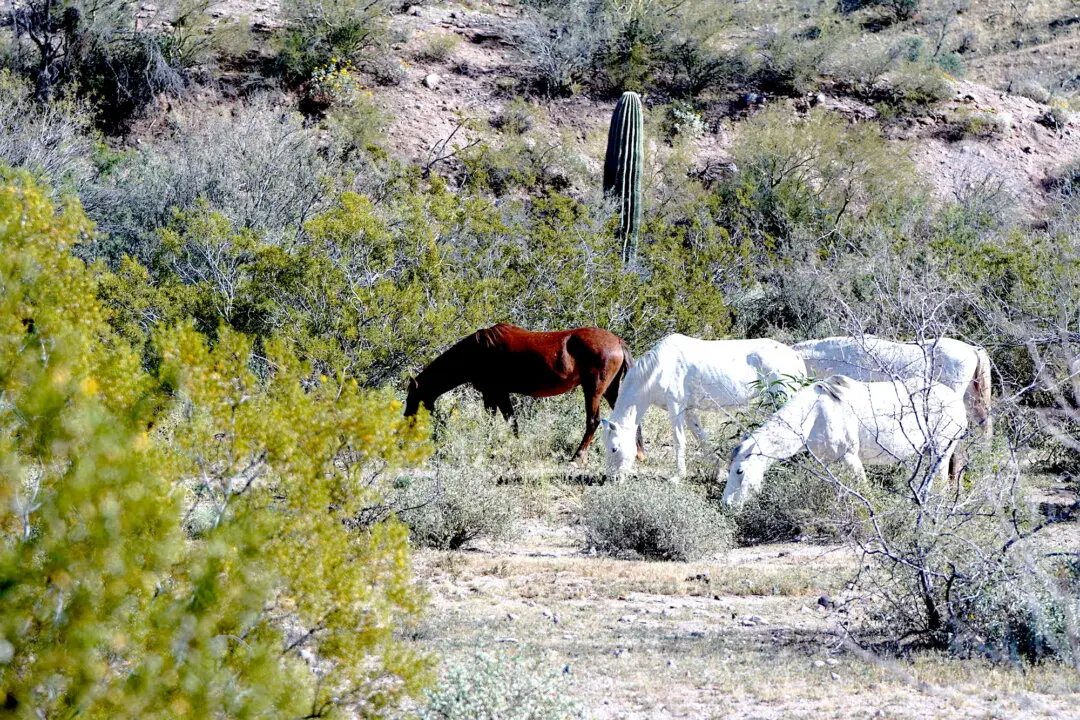 Arizona Wild Horse Advocates Win State Contract for Humane Removal