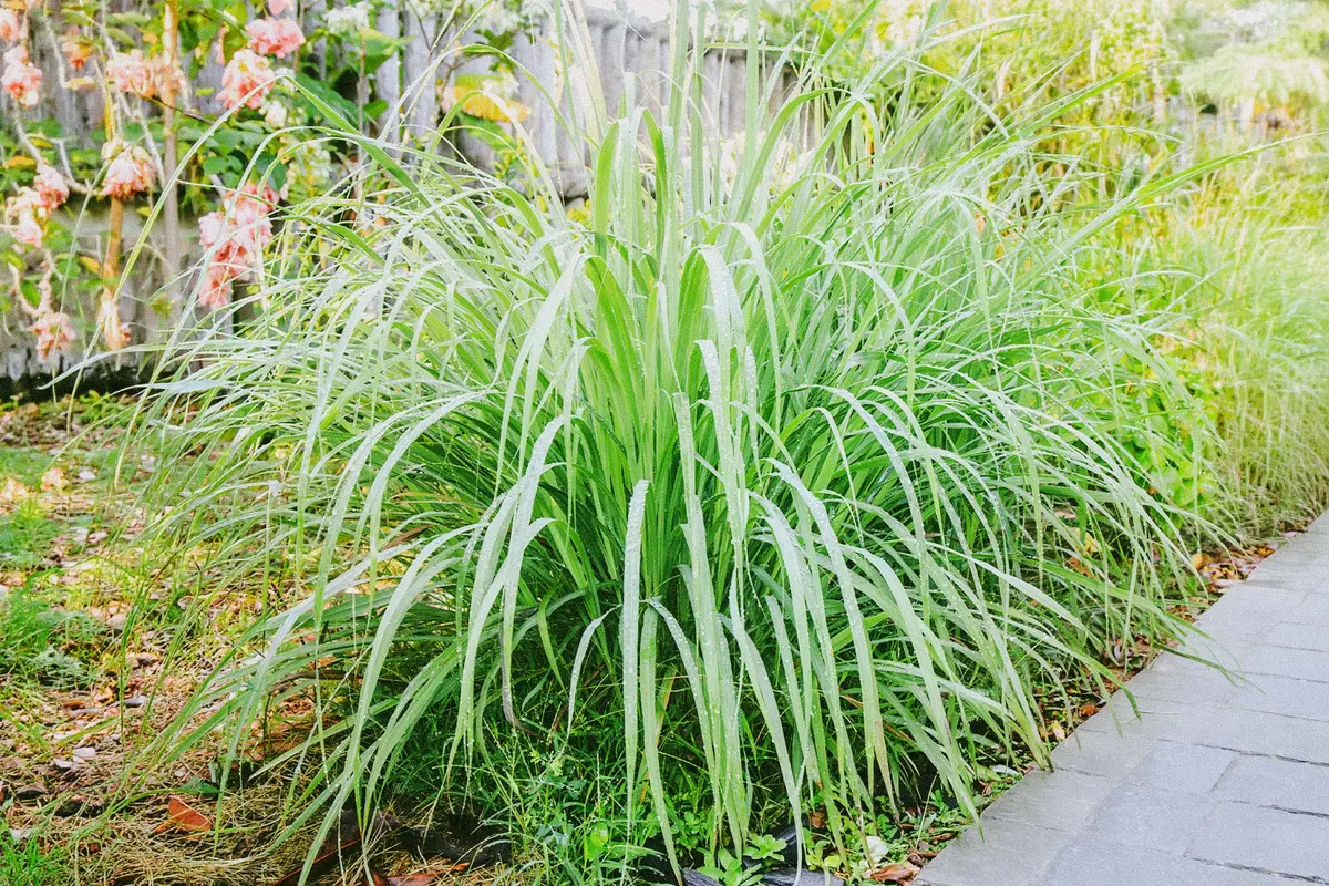 Lemongrass Shows Anti-Cancer Potential Without Harming Healthy Cells, Preclinical Studies Suggest