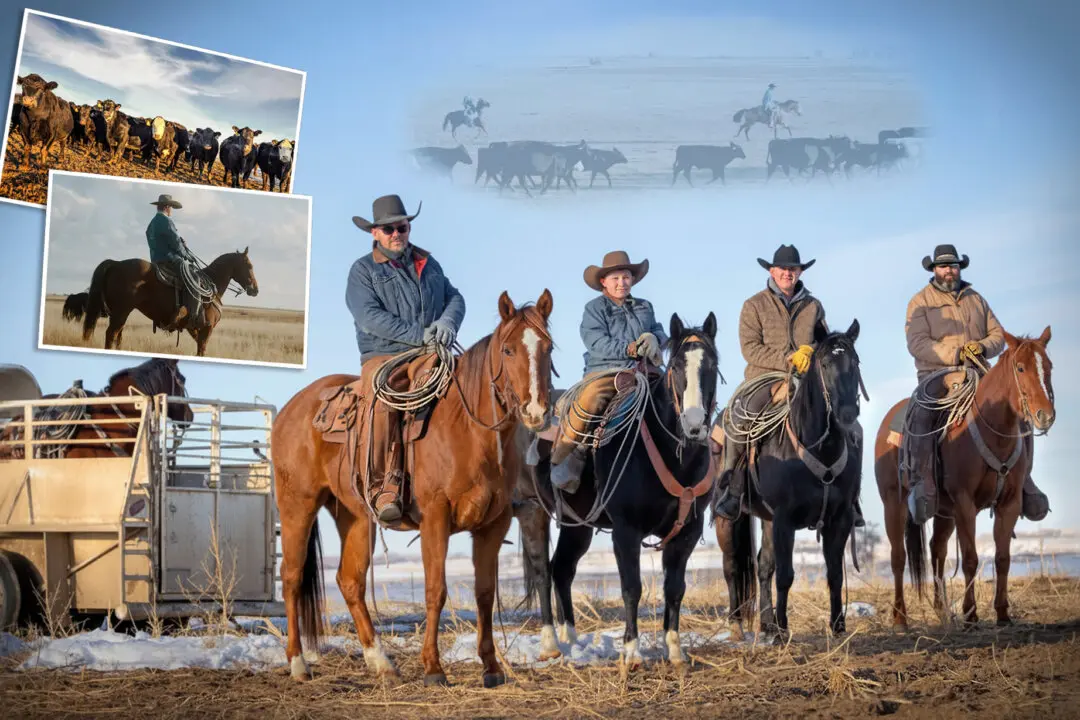 120-Year-Old Colorado Ranch Keeps Cowboy Tradition Alive While Producing Beef ‘Clean as Can Be’ for Home Delivery