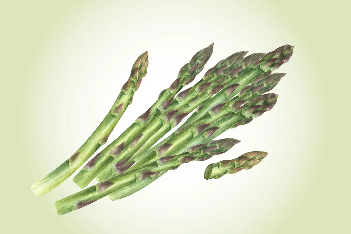 Asparagus: An Antioxidant-Packed Stalk That Benefits Gut and Bones–How to Get the Most of It