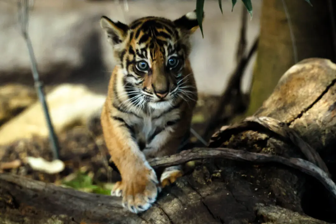 BERLIN, GERMANY - MARCH 17: In this photograph shot through a pane of glass, Lilly, a two-and-a-half month old baby Sumatran tiger, plays in her enclosure following her official naming event at Tierpark zoo on March 17, 2026 in Berlin, Germany. Zoo visitors submitted over 1,000 potential names to a "zoo jury" to decide. Lilly was born on January 2. (Photo by Sean Gallup/Getty Images)