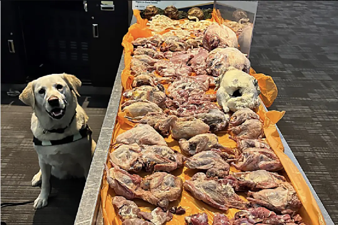 Border Agency Dog Helps Seize 22.5 Kilos of Raw Meat From Traveller