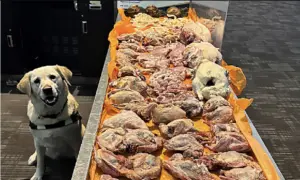 Border Agency Dog Helps Seize 22.5 Kilos of Raw Meat From Traveller