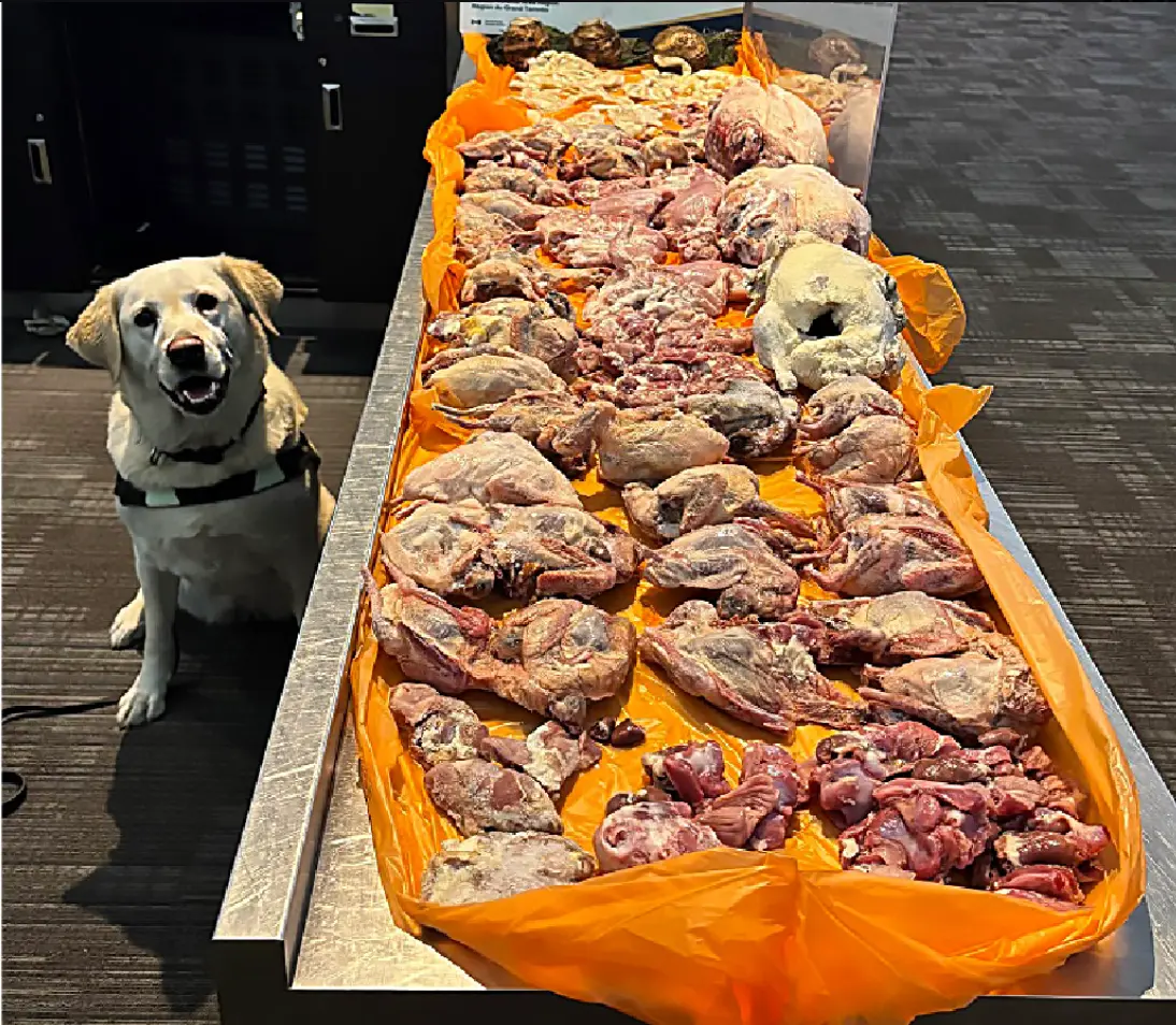 Border Agency Dog Helps Seize 22.5 Kilos of Raw Meat From Traveller
