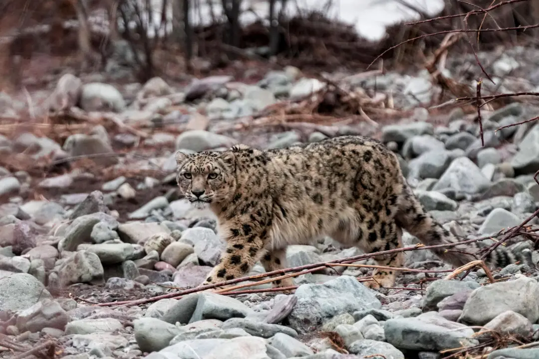 A snow leopard walks across a terrain at Shang village in the Leh district of India's Ladakh region on March 18, 2026. (Mohd Arhaan ARCHER / AFP via Getty Images)