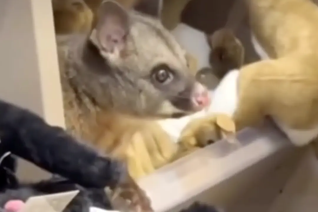 Real Possum Found Hiding Among Toys in Australian Airport Shop