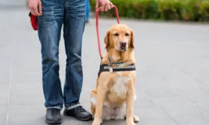 Can I Deduct My Pet on My Taxes?