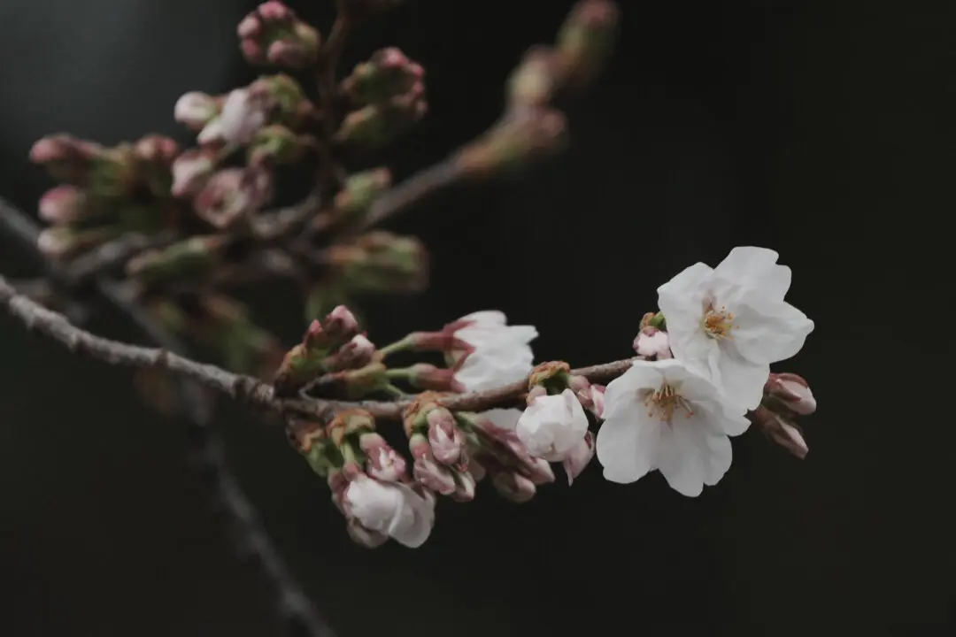 Flowering cherry blossoms and buds from a sample cherry tree, Somei Yoshino species, for phenological observation conducted by the Tokyo Regional Headquarters of the Japan Meteorological Agency, are seen at Yasukuni Shrine in Tokyo on March 19, 2026. (Photo by Kazuhiro NOGI / AFP via Getty Images)