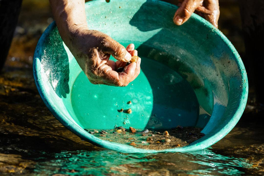 (Top) Rusty Simpson searches for gold in a river outside Angels Camp, Calif., on Feb. 5, 2026. (Bottom Left) Miners search for gold in a river outside Angels Camp, Calif., on Feb. 5, 2026. (Bottom Right) A gold sample found outside Angels Camp, Calif., on Feb. 5, 2026. (John Fredricks/The Epoch Times)