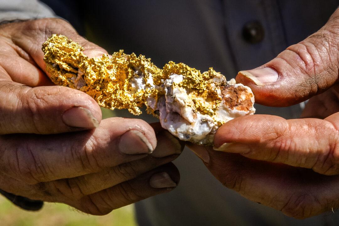 Miners display gold samples found outside of Angels Camp, Calif., on Feb. 5, 2026. Record-high gold prices have triggered a renewed interest in prospecting and mining, and what could be the start of a mini gold rush in the California Mother Lode, according to local miners. (John Fredricks/The Epoch Times)