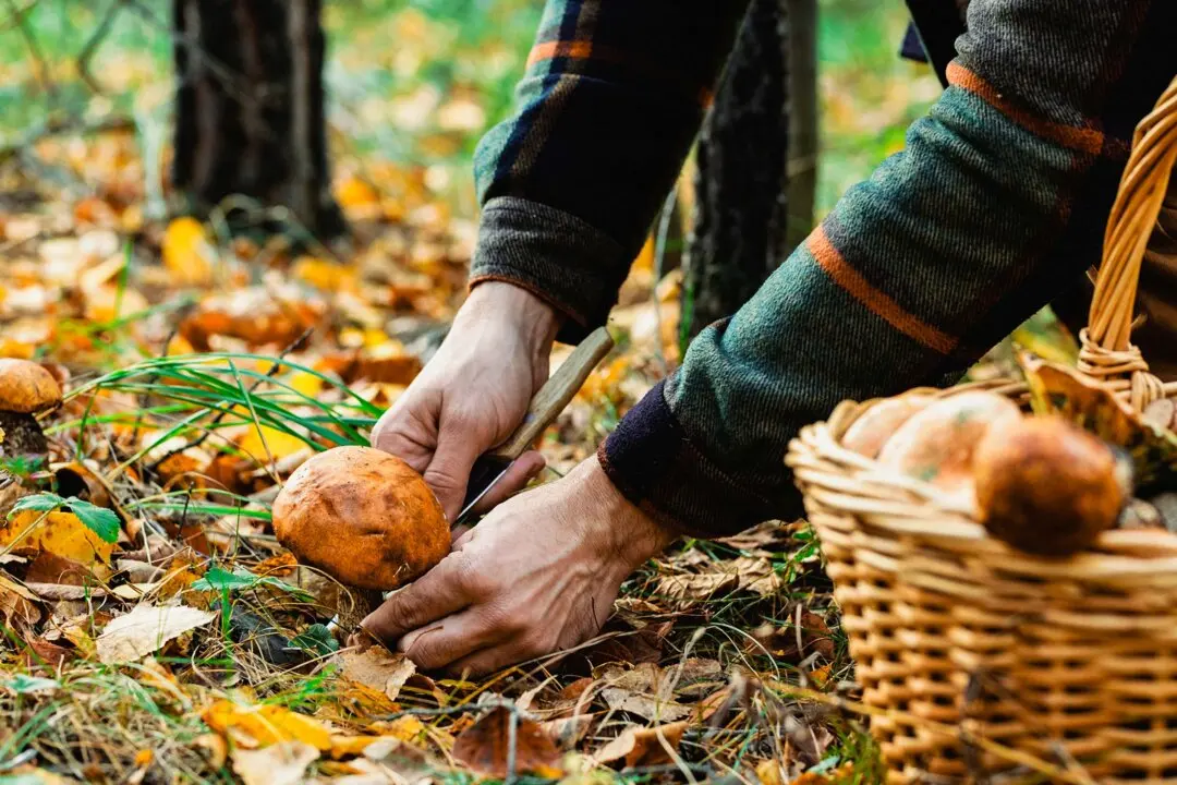 Foraging: Your Guide to Reconnecting With the Planet This Spring