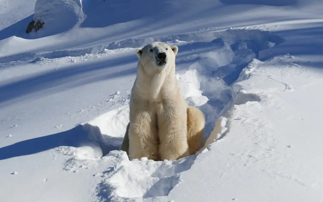 Calgary Zoo Brings in Translator to Help Francophone Polar Bear Adjust to New Home