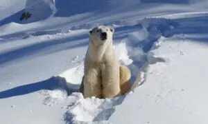 Calgary Zoo Brings in Translator to Help Francophone Polar Bear Adjust to New Home