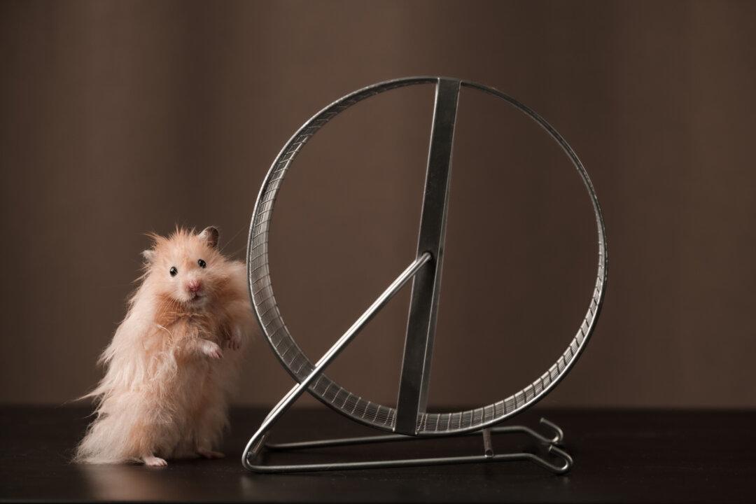 Hamsters Prefer Large, Metal Exercise Wheels