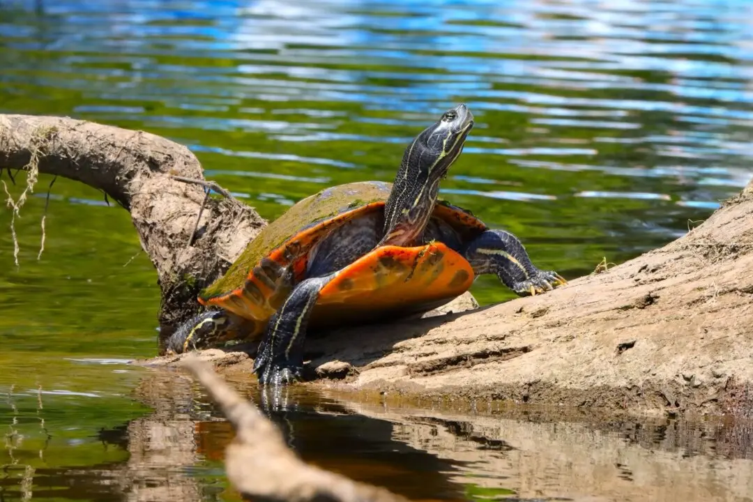 Pond Turtles and Dragonflies