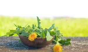 Weeds for Wellness–Dandelion Greens Support Liver and Gut Health
