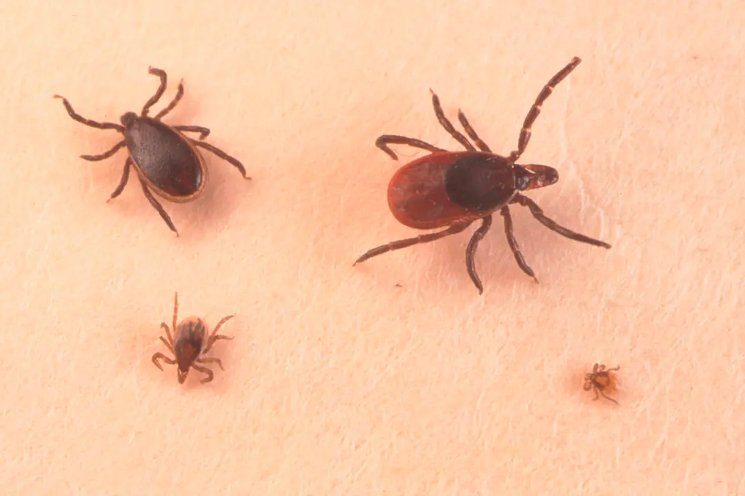 CDC Issues Warning on Tick Bites, Lyme Disease