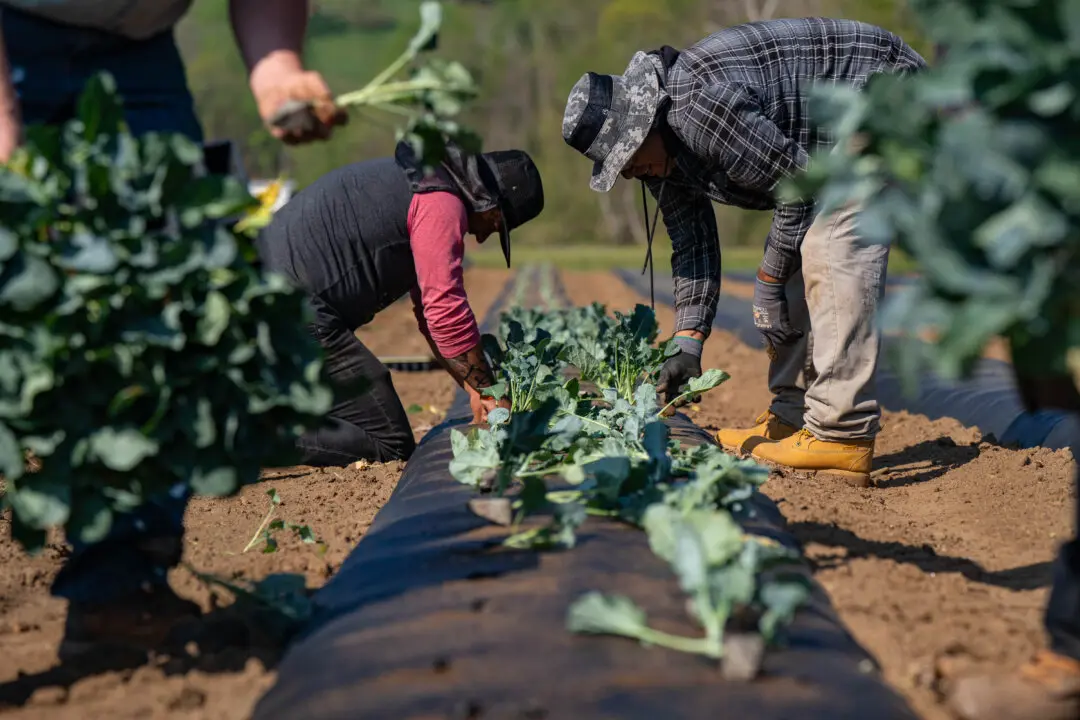 Farmers Call for Emergency Relief, Adoption of Key Bills to Stem Soaring Fertilizer Costs