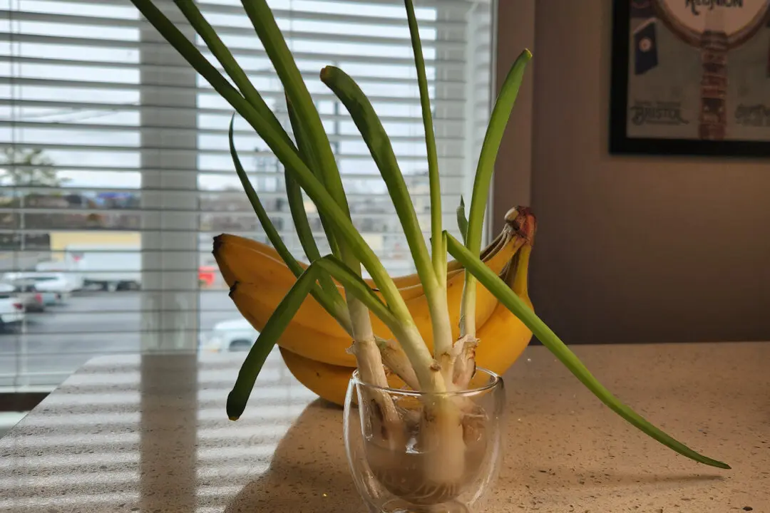 Homesteading for Nomads