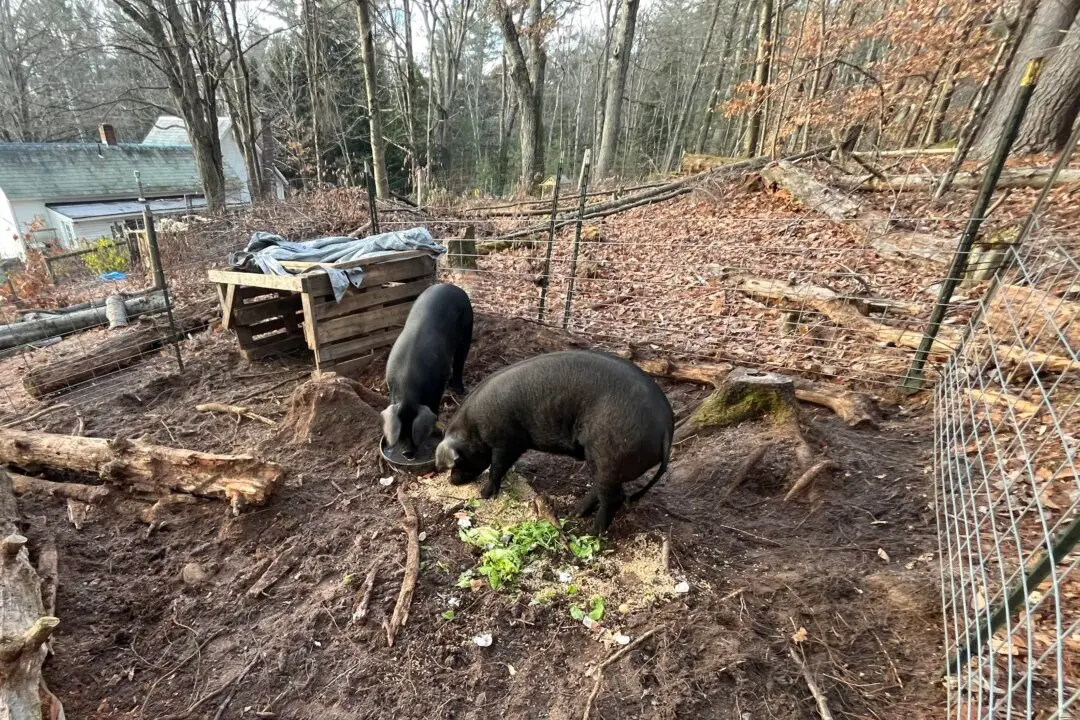 Notes From Owl Hill: Runaway Hogs and Homegrown Bacon