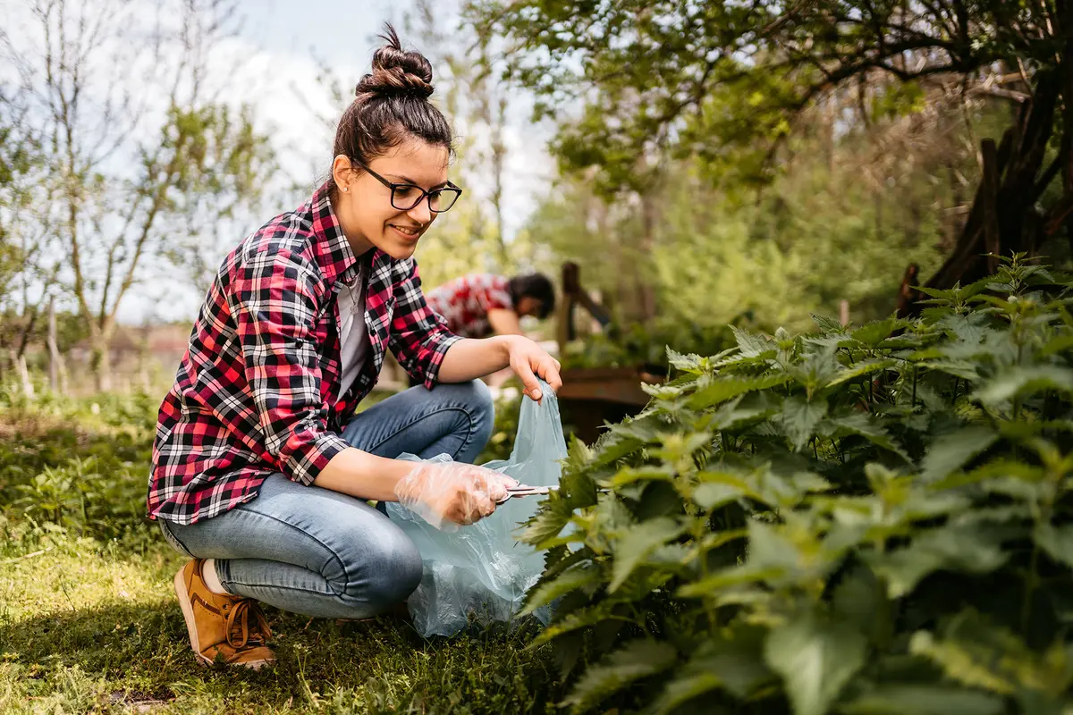 Stinging Nettles: The Spring Weed Worth Eating