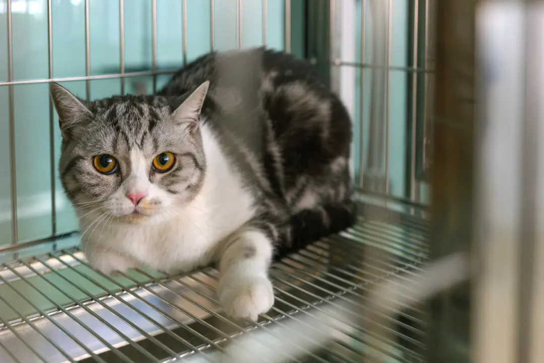 Shelter Cat Less Expensive Than ‘Free’ Cat