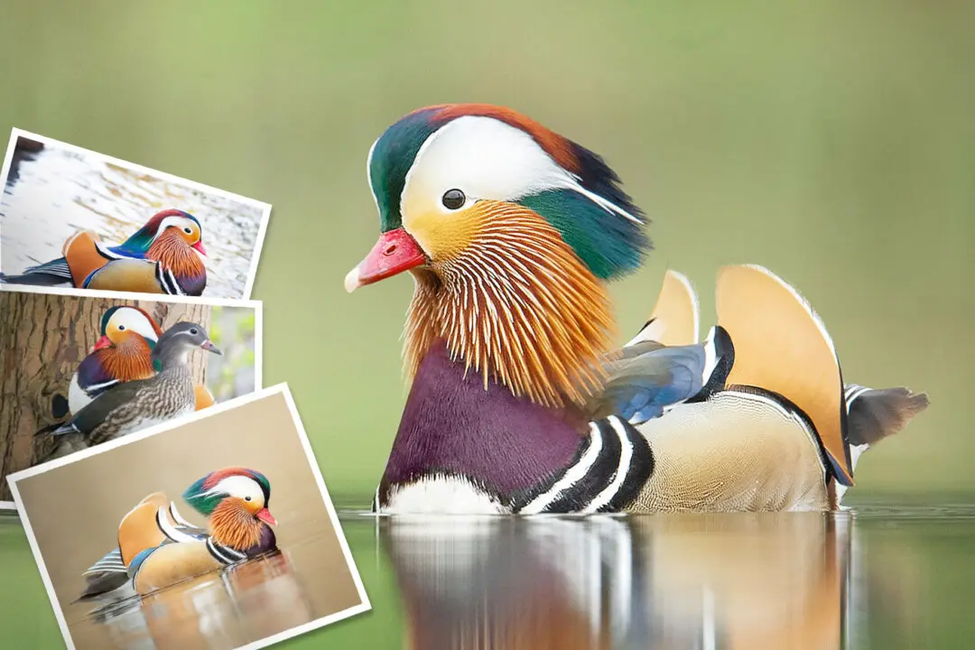 ‘World’s Most Beautiful Duck’ Sighted in Park in the Netherlands—And This Photographer Got Snapshots