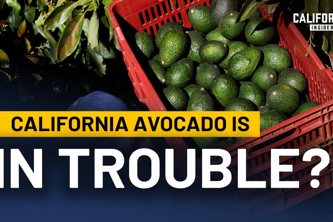 Why California’s Avocado Industry Is Disappearing | Gary Gragg | Katarina Szulc