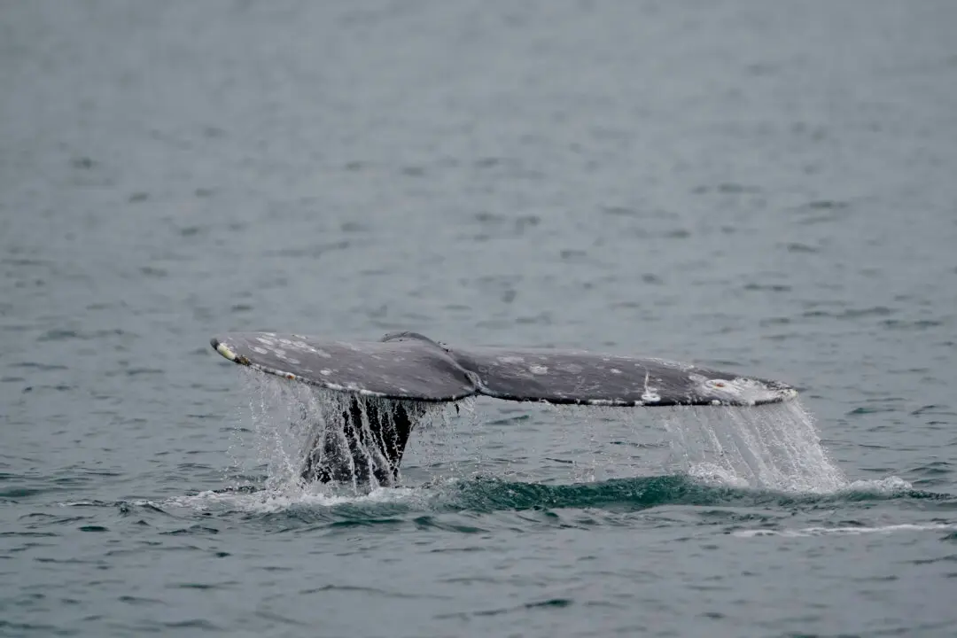 Sea-Doo Rider Hurt After Slamming Into Whale Off Vancouver, Animal’s Fate Unclear