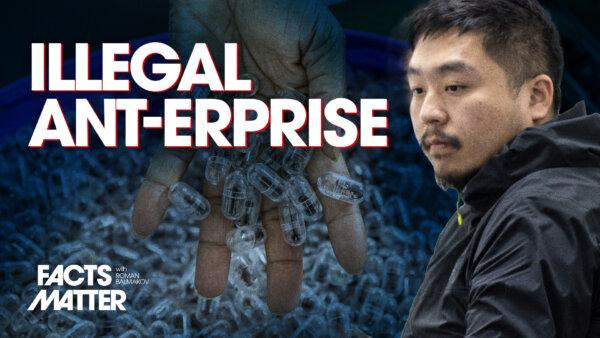 Chinese Man Arrested, Sentenced to Prison for Trying to Smuggle 2,200 Ants Out of Kenya