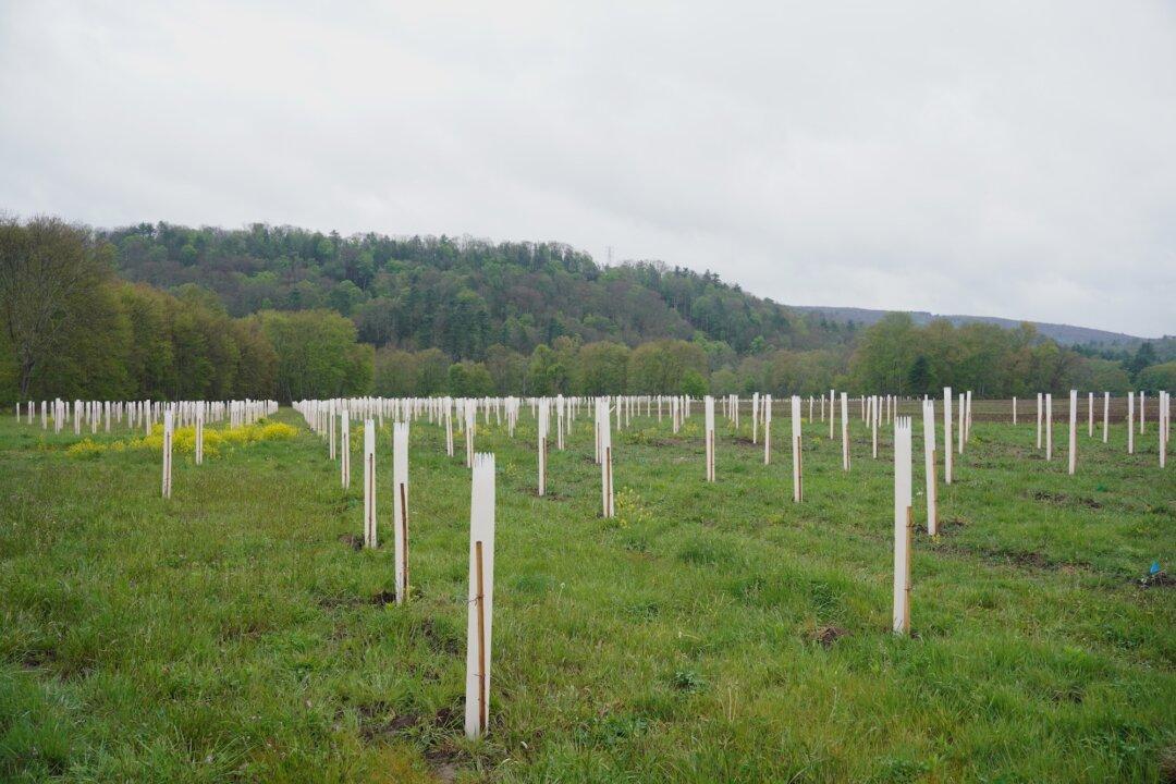 5,000 Trees Planted at Cuddebackville Preserve