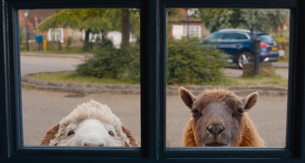 Merino sheep Mopple (Chris O’Dowd, L) and Lily the Shetland sheep (Julia Louis-Dreyfus), in “The Sheep Detectives.” (Amazon MGM Studios)