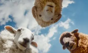 ‘The Sheep Detectives’: Movie Lightning Struck Twice on May 8, 2026