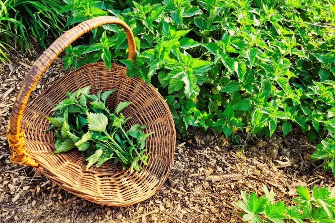 Stinging Nettles for Seasonal Allergies: How I Forage and Use Them