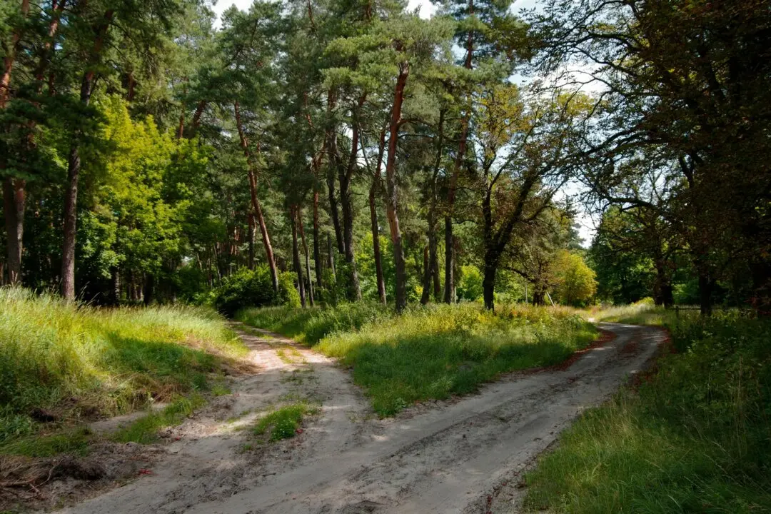 ‘The Road Not Taken’: A Poem Taken Much Too Seriously