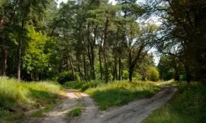 ‘The Road Not Taken’: A Poem Taken Much Too Seriously